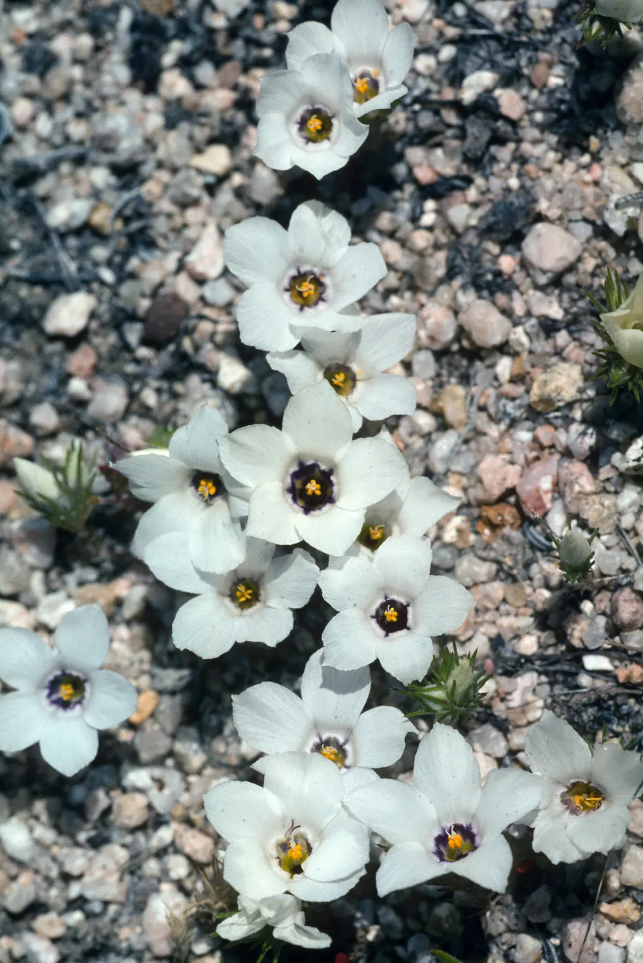 Hungry Valley, Gorman