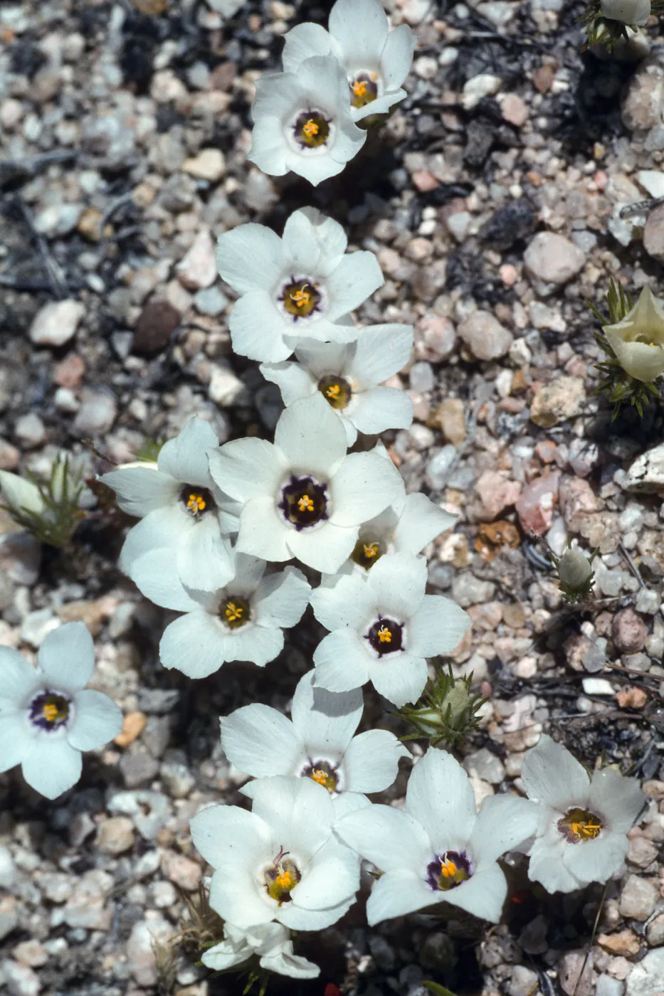 Hungry Valley, Gorman