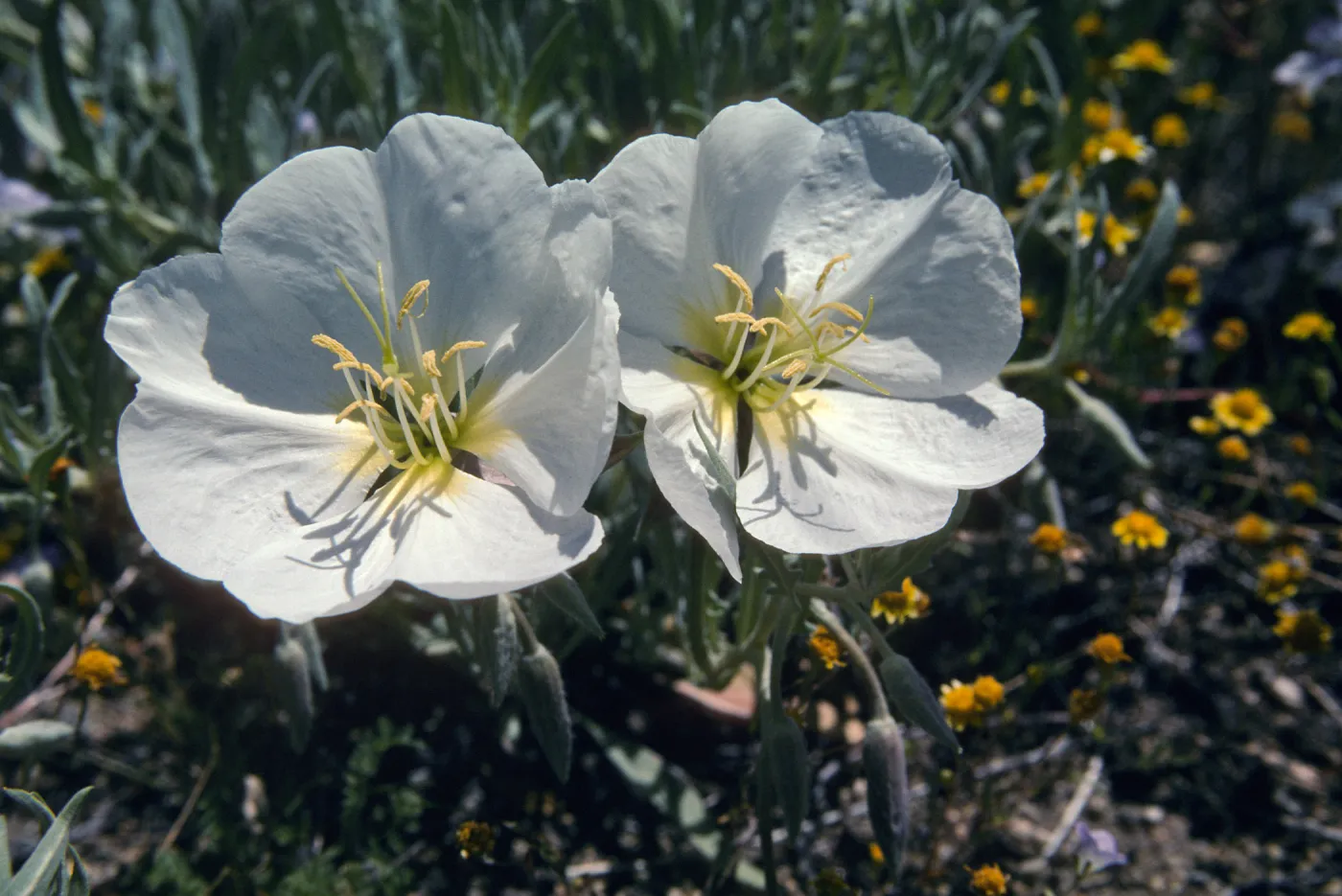 Hungry Valley, Gorman