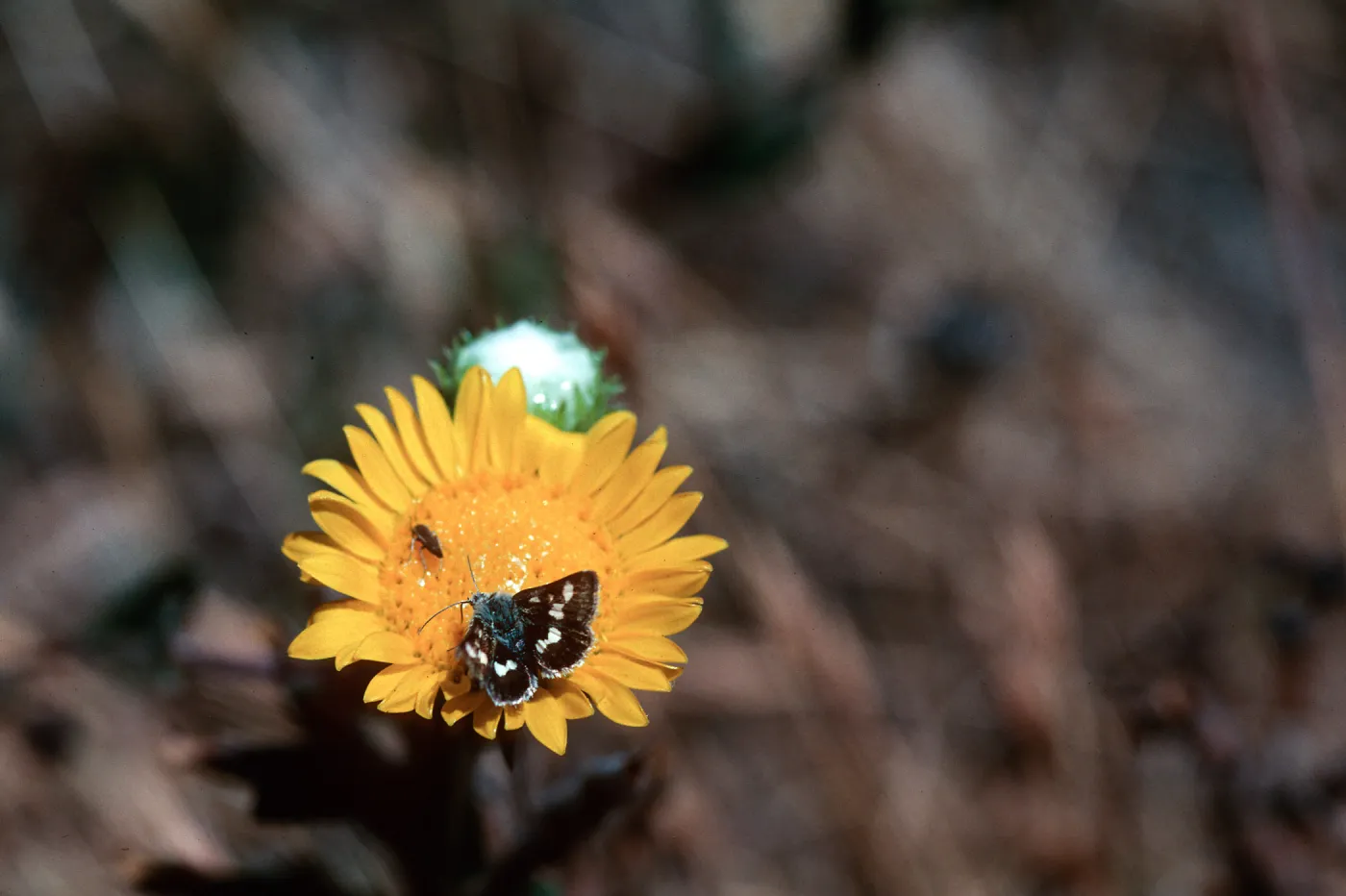 Grindelia camporum, Gum plant, Camp San Luis Obispo