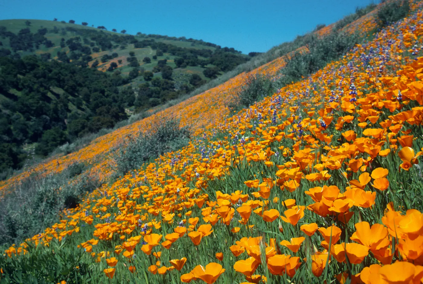 (California Poppy), Tepusquet