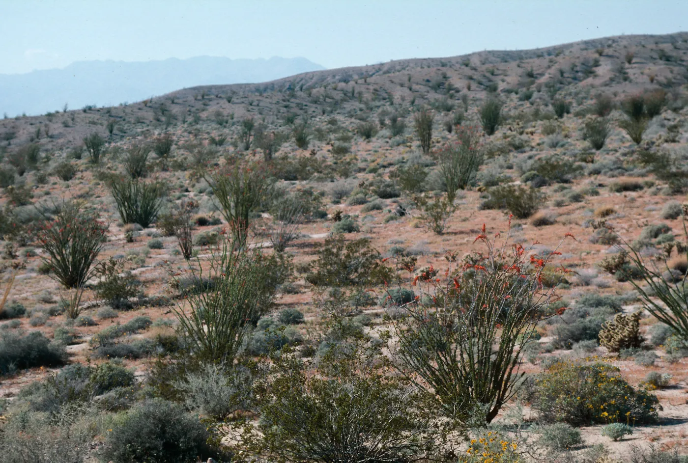 Anza-Borrego State Park