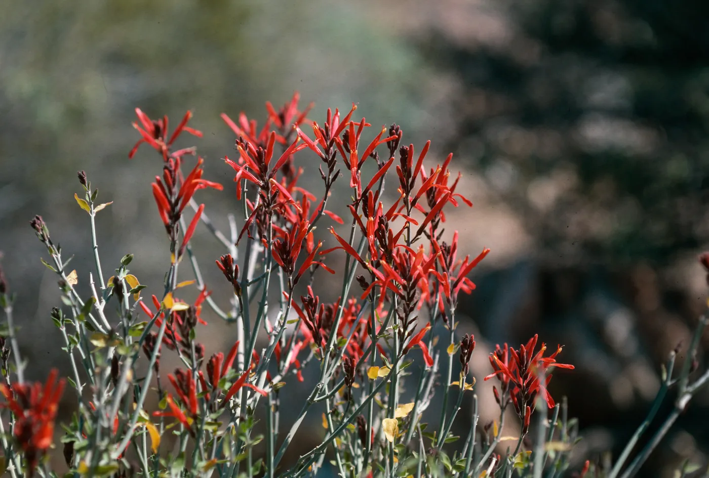 Anza-Borrego State Park