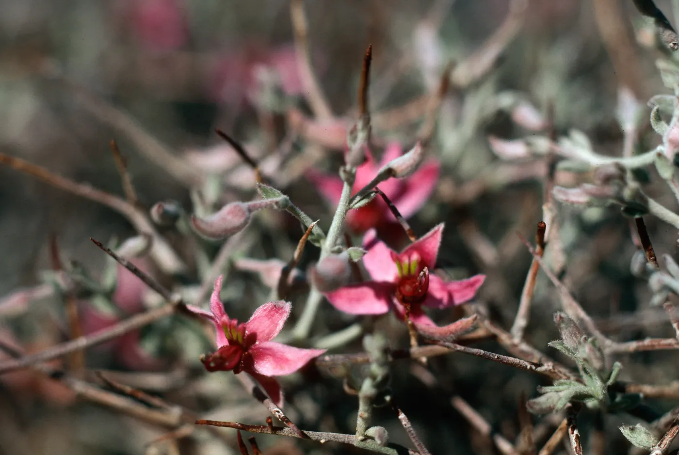 Anza-Borrego State Park