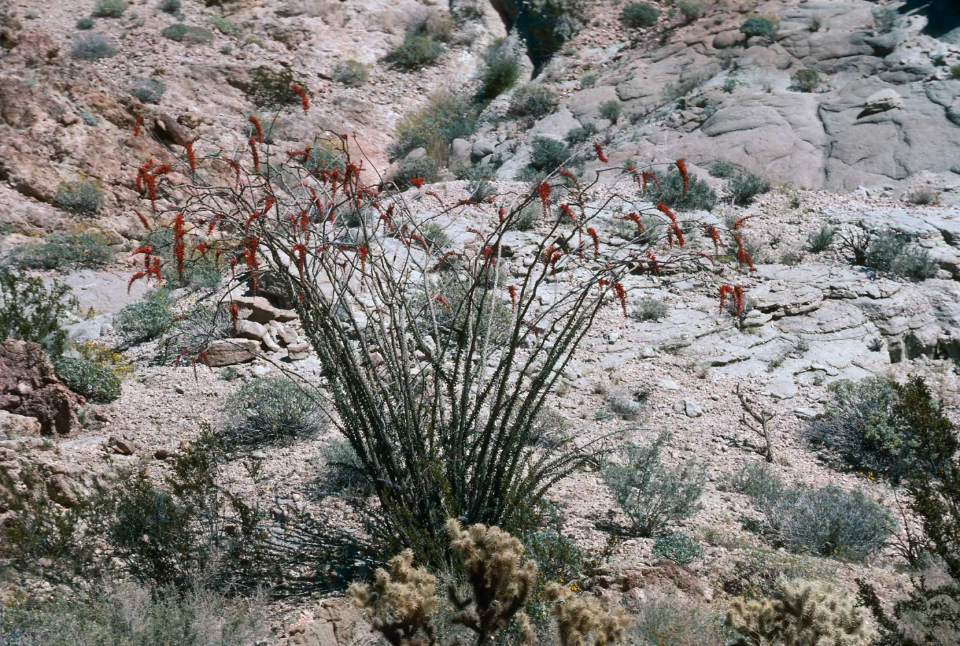 Anza Borrego