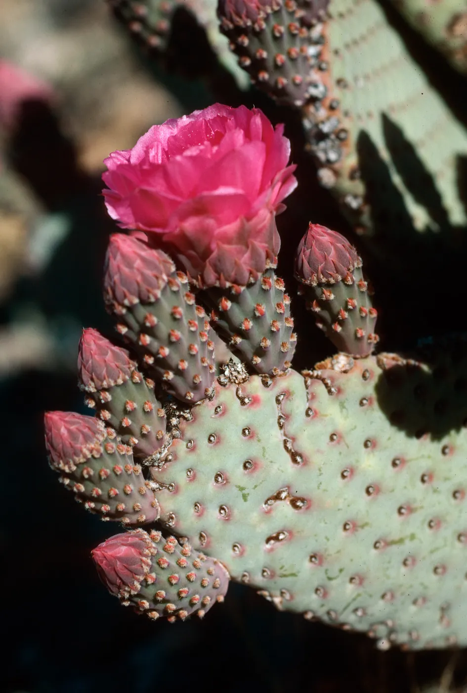 Anza-Borrego State Park (Prickly-pear)
