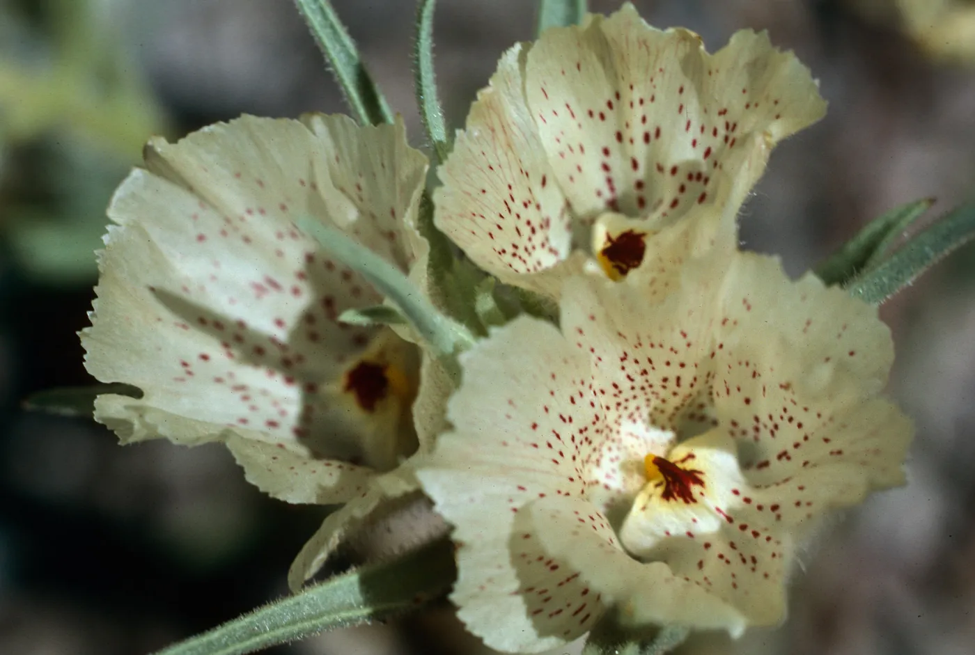 near Mecca & Joshua Tree