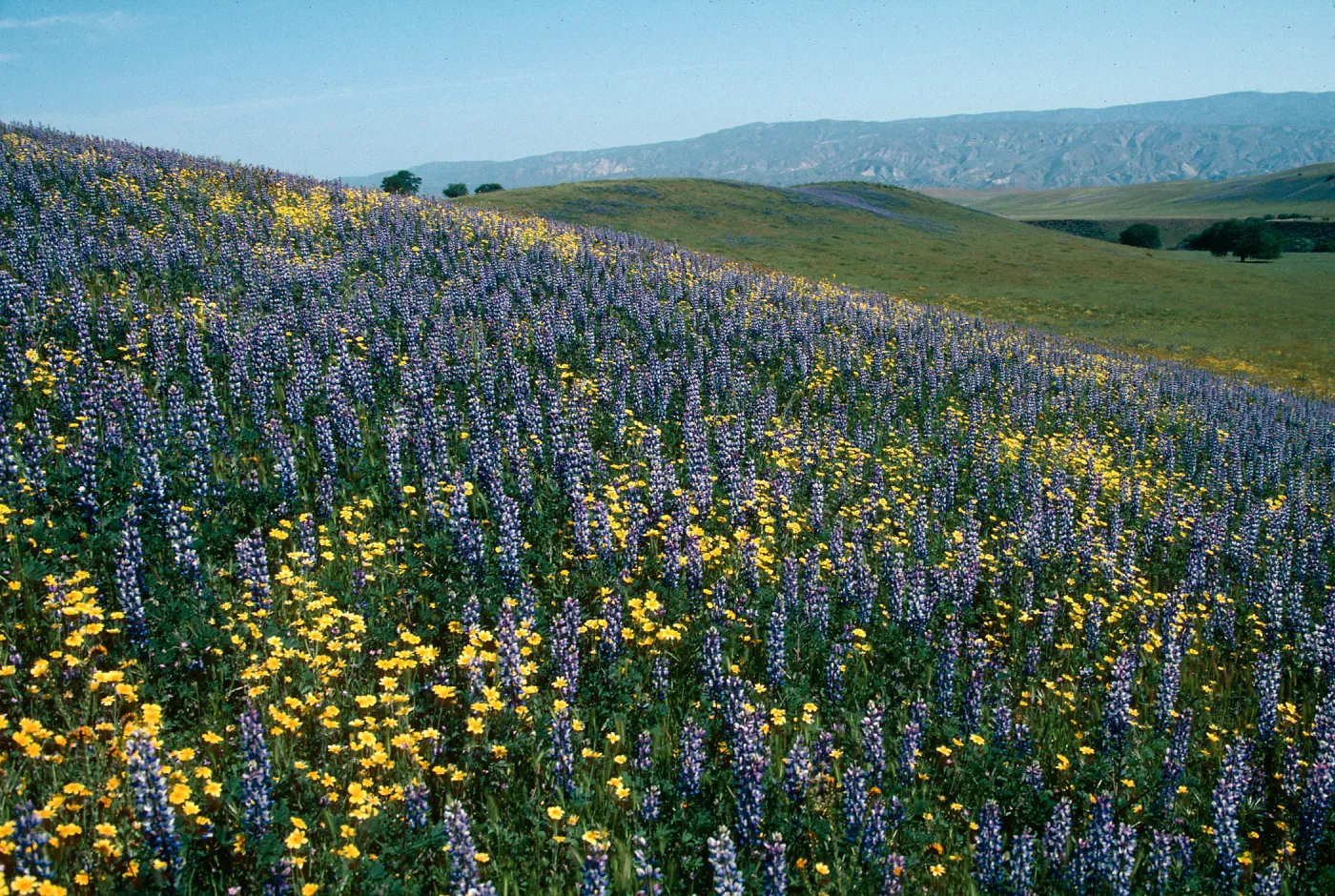 Cottonwood Canyon