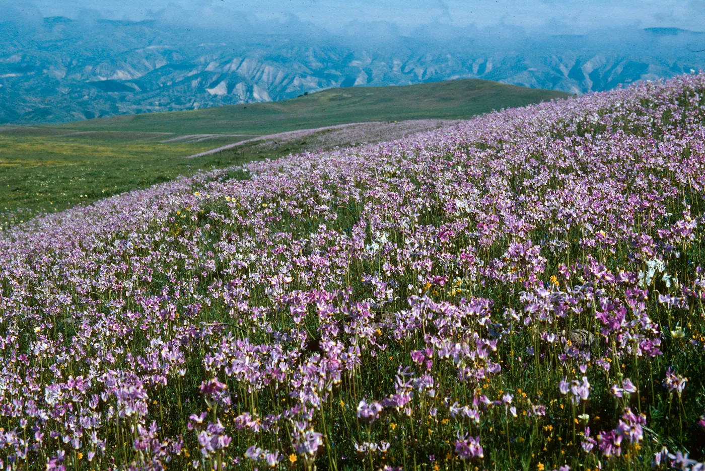 Cottonwood Canyon
