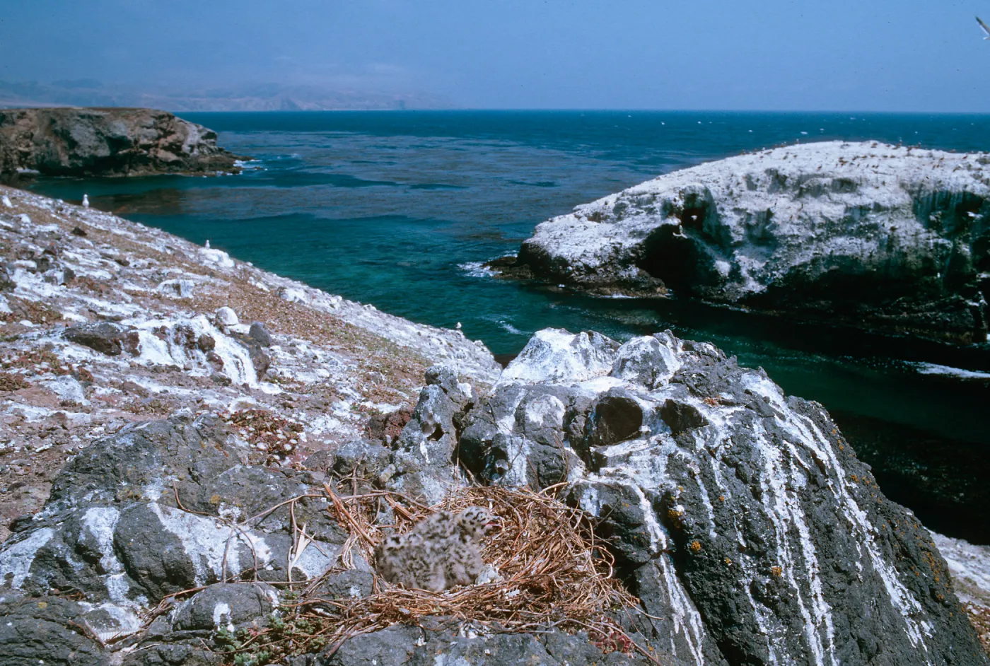 Fraser Point, Santa Cruz Island