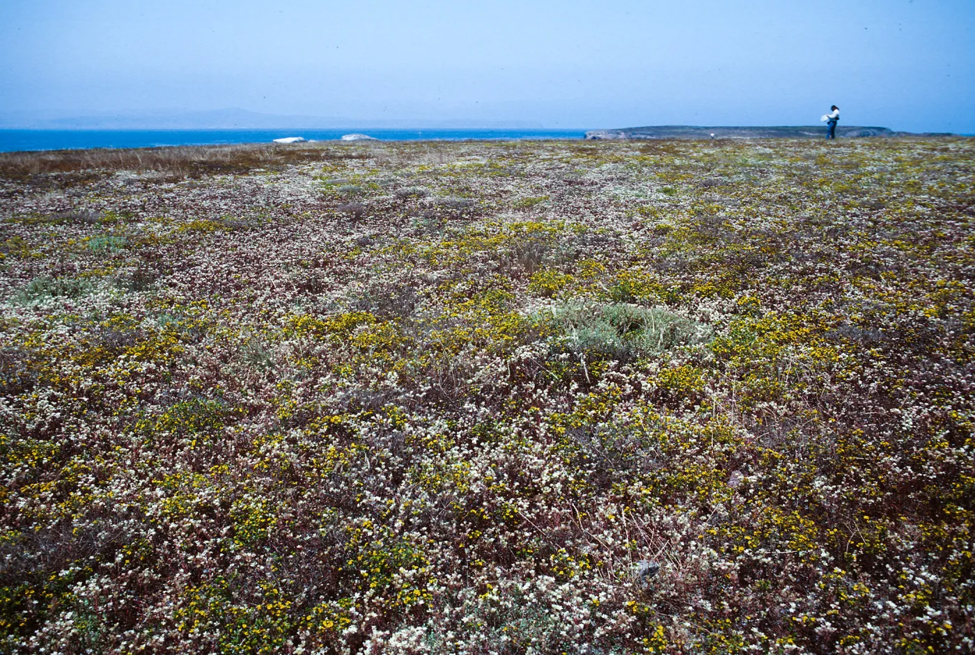 Fraser Point, Santa Cruz Island