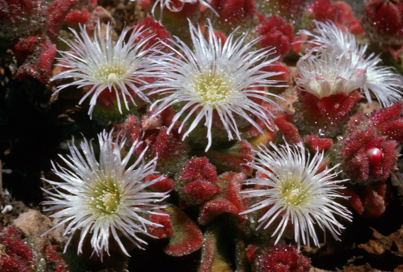 Fraser Point, Santa Cruz Island