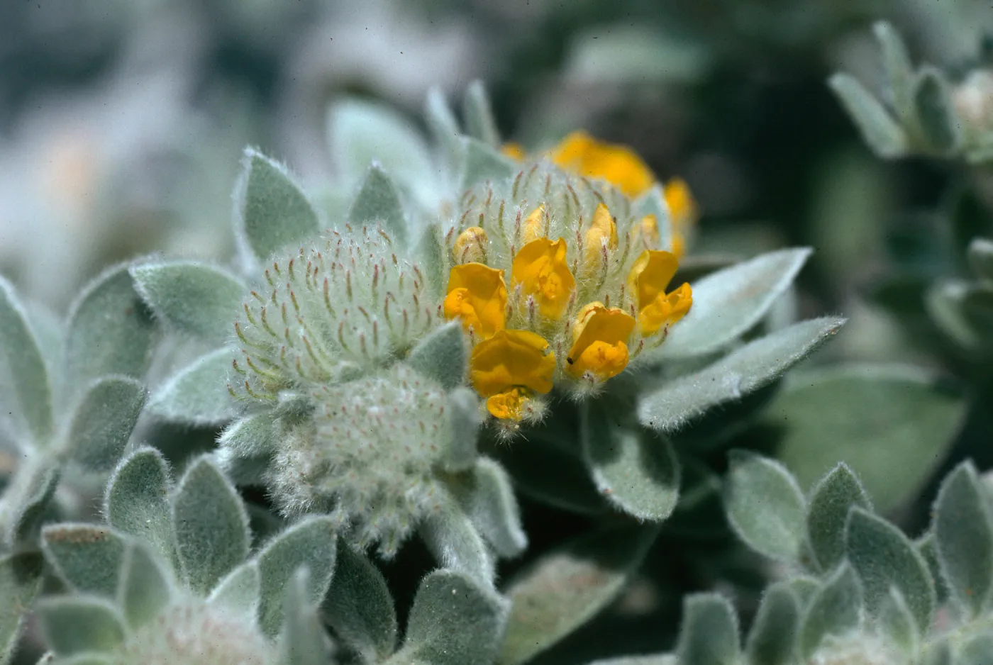 Lotus argophyllus v. niveus, Silver Lotus, endemic, Santa Cruz Island