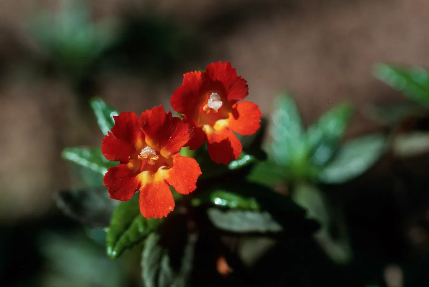 Mimulus flemingii, Island Monkey Flower, Santa Cruz Island
