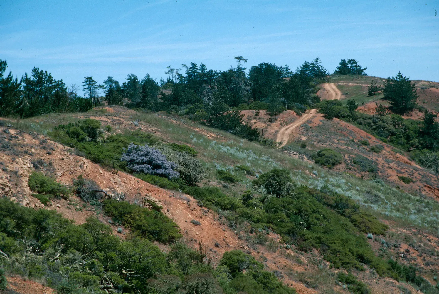 Ceanothus arboreus, Island Ceanothus, West end, Santa Cruz Island