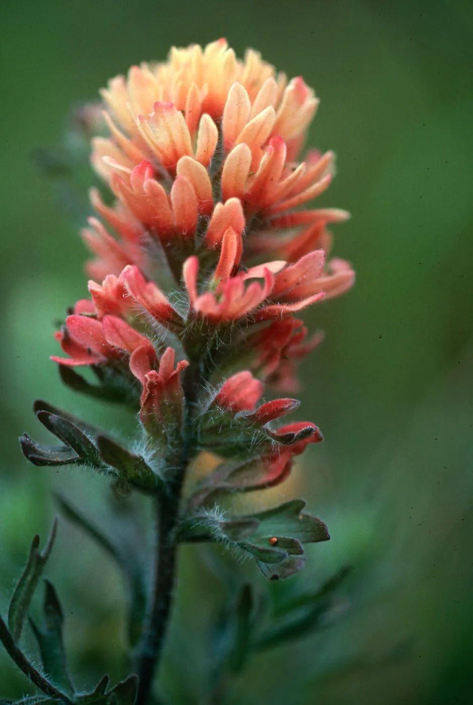 Castilleja affinis sub. affinis, Paint Brush, Santa Cruz Island