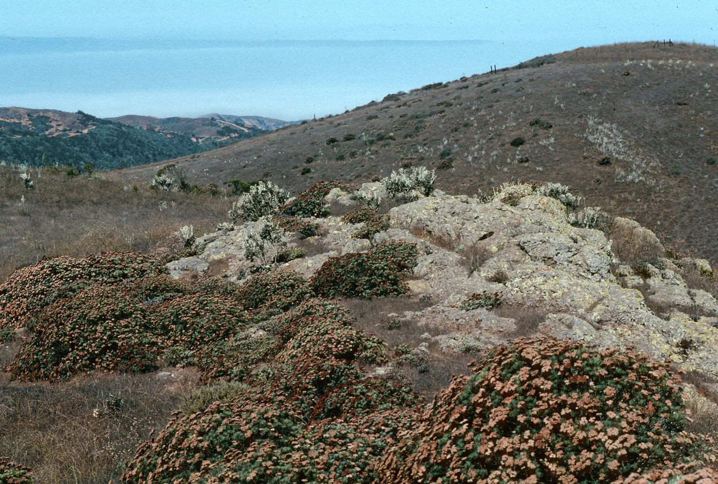 Eriogonum arborescens, Buckwheat, Santa Cruz Island