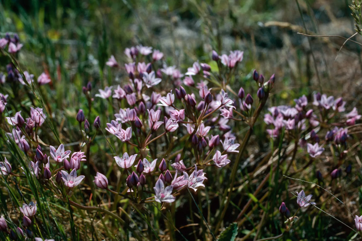 Allium praecox, Early Onion, Santa Rosa Island