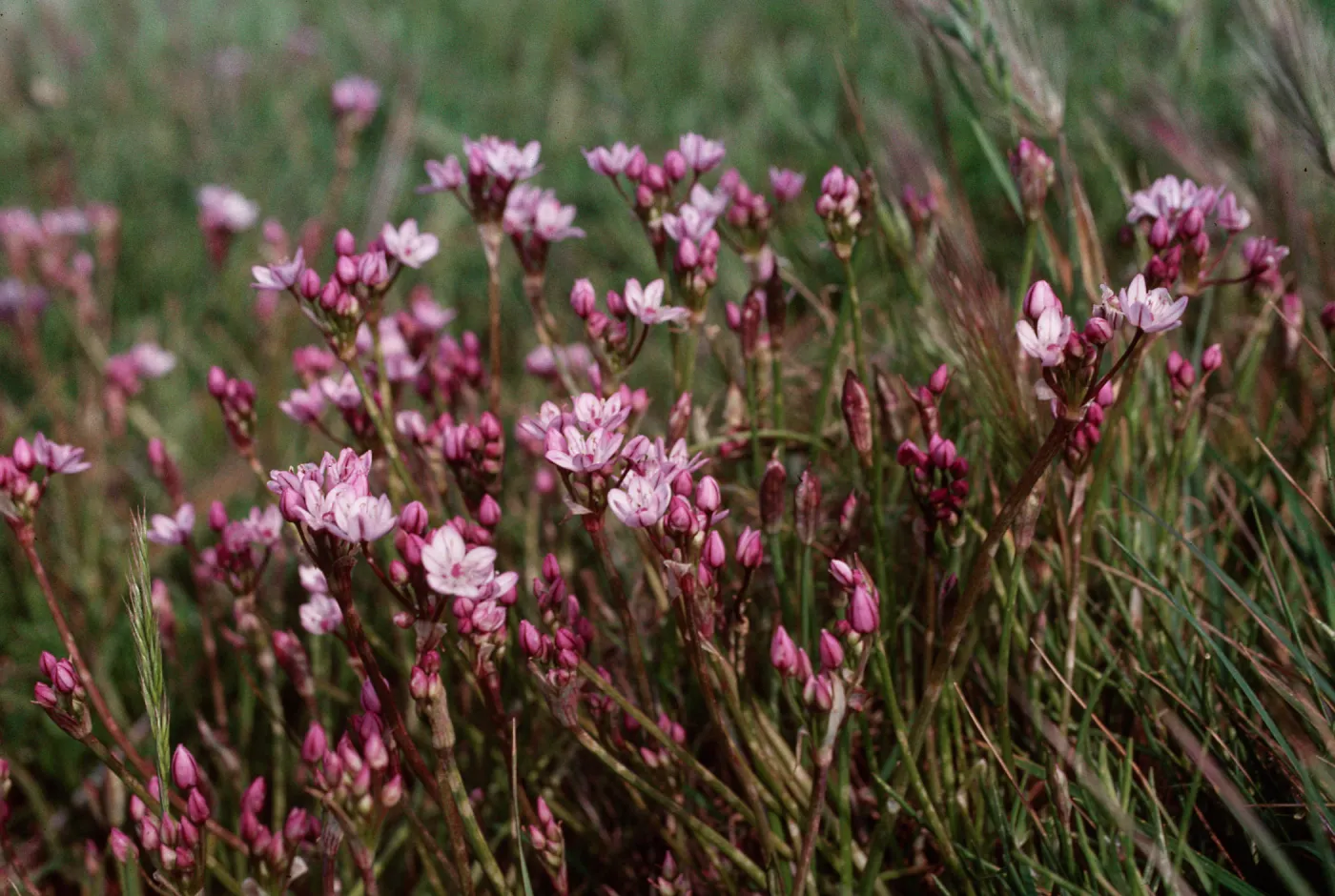 Allium praecox, Early Onion, Santa Rosa Island
