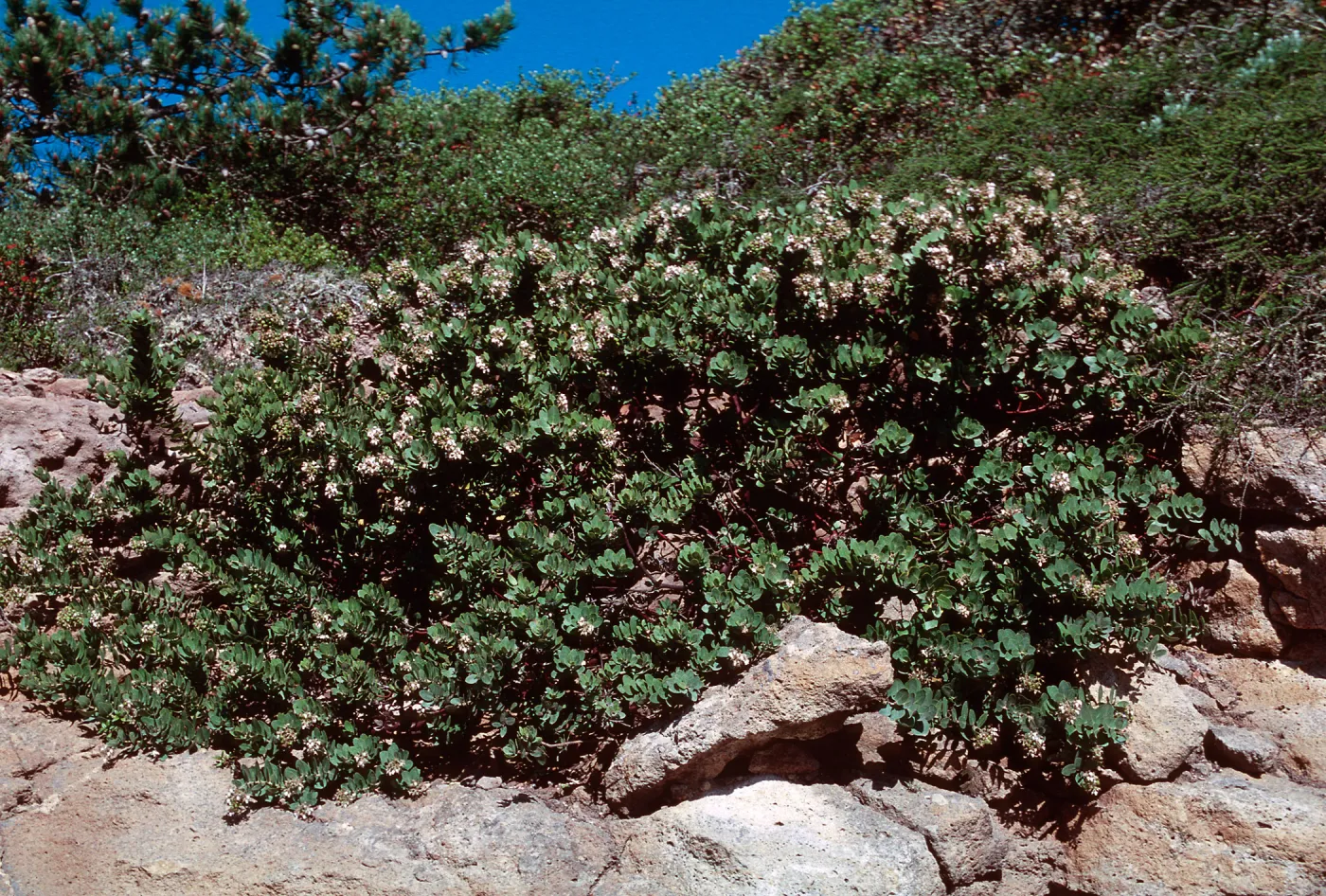 Arctostaphylos confertiflora (Santa rosa island manzanita), Manzanita, Santa Rosa Island