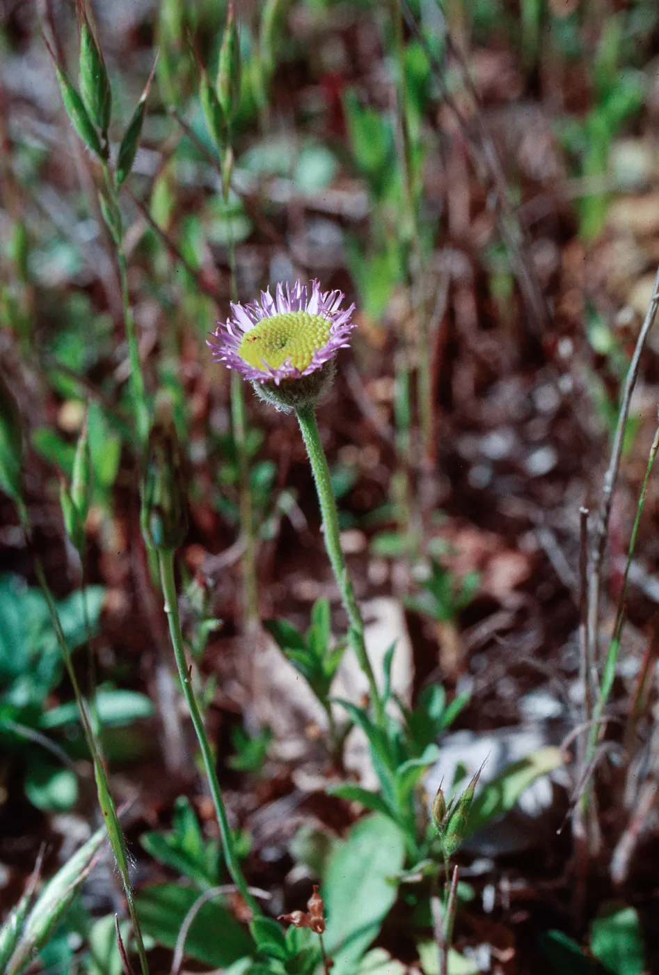 Erigeron sanctarum, Saints Daisy, Santa Rosa Island