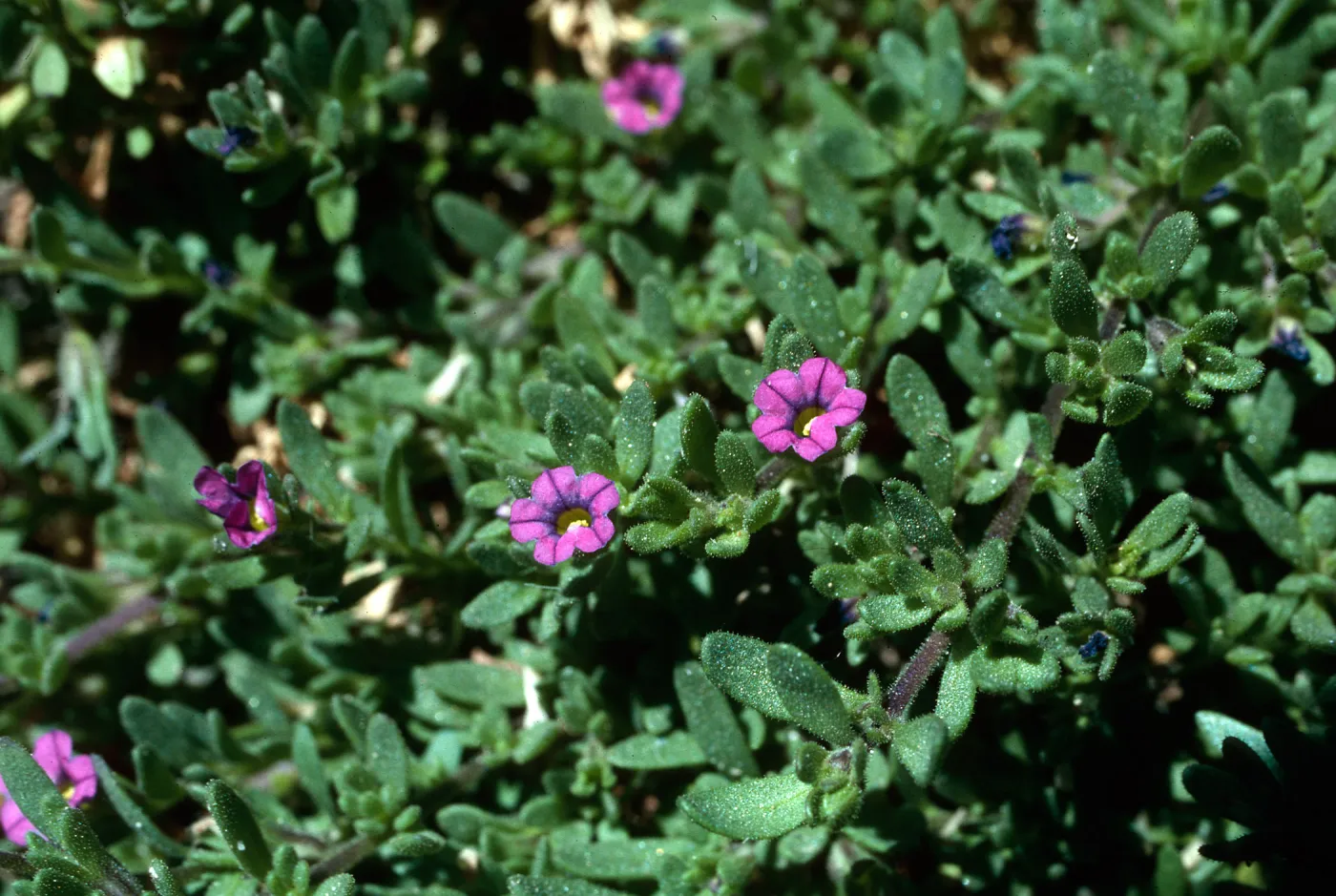 Petunia parviflora, Wild Petunia, Santa Rosa Island