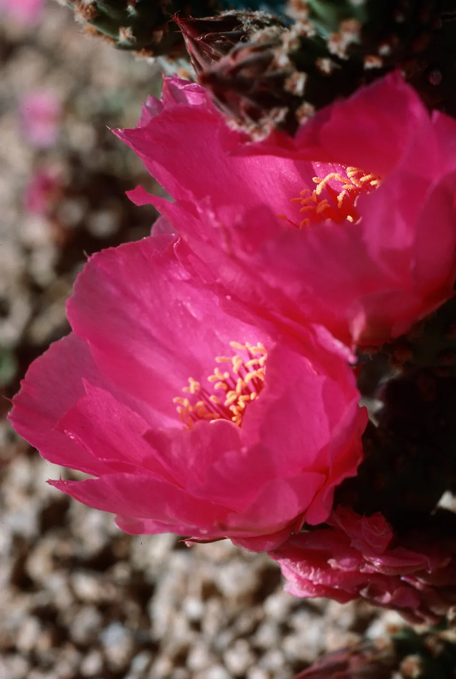 Joshua Tree