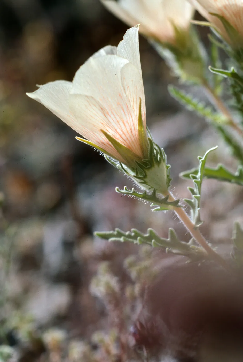 Joshua Tree