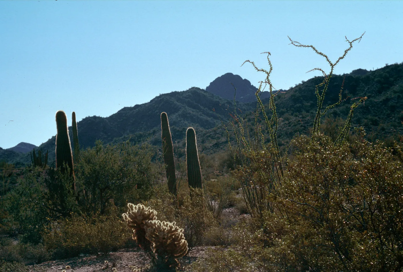 Organ Pipe National Monument