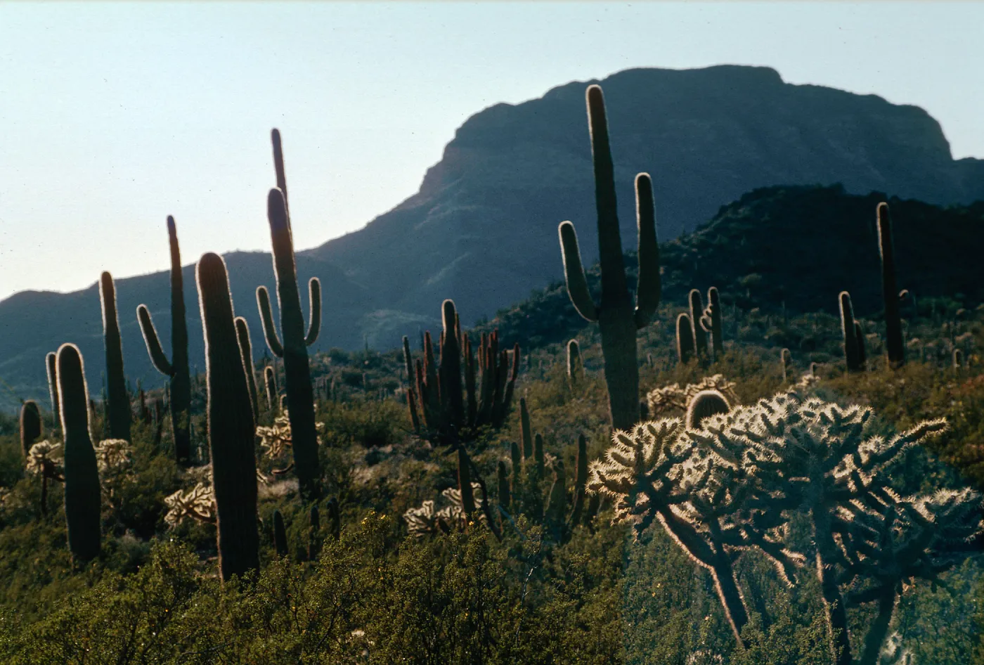 Organ Pipe National Monument