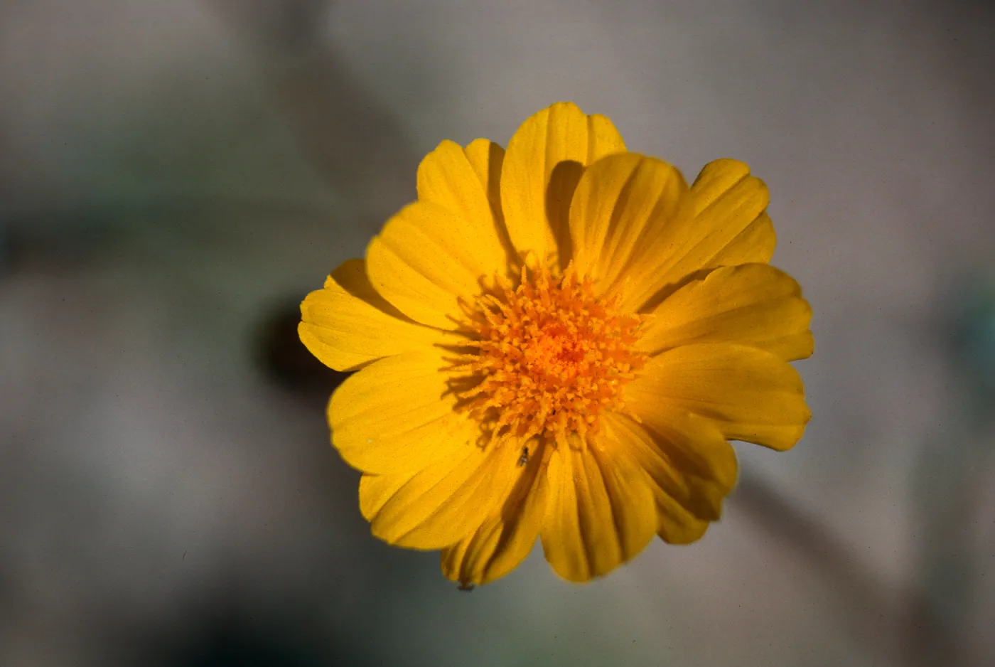 Ocotillo, California, S2 County Road