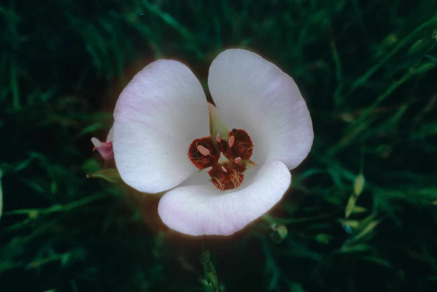 Calochortus