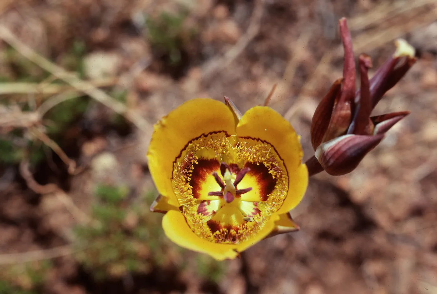 Cuesta Ridge, Calochortus