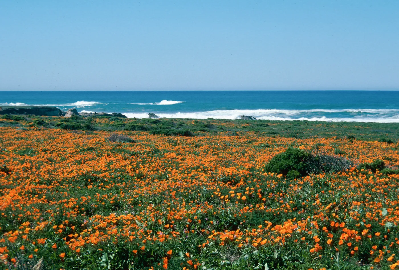 MontaÃ±a de Oro, (California Poppy)