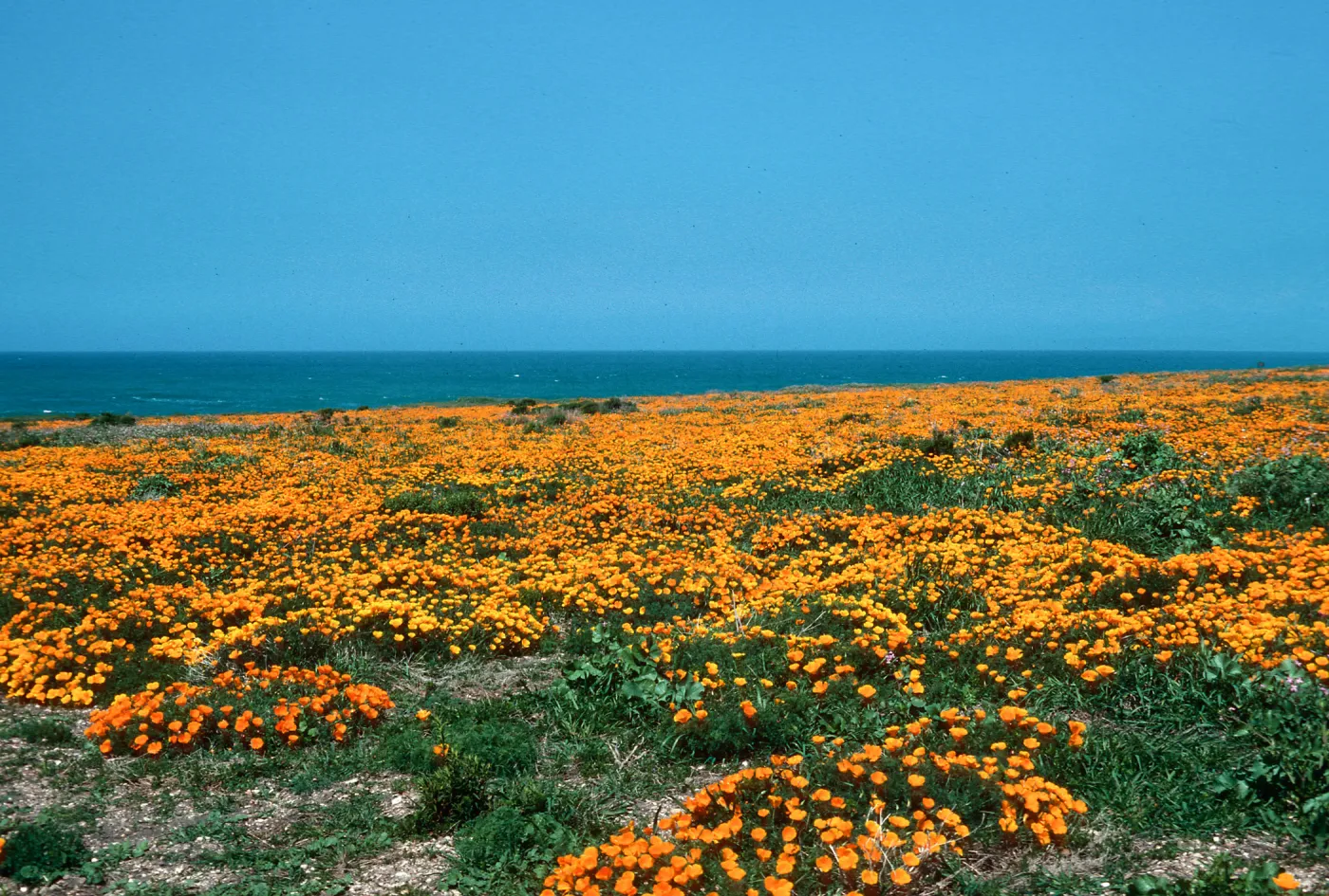 MontaÃ±a de Oro, (California Poppy)