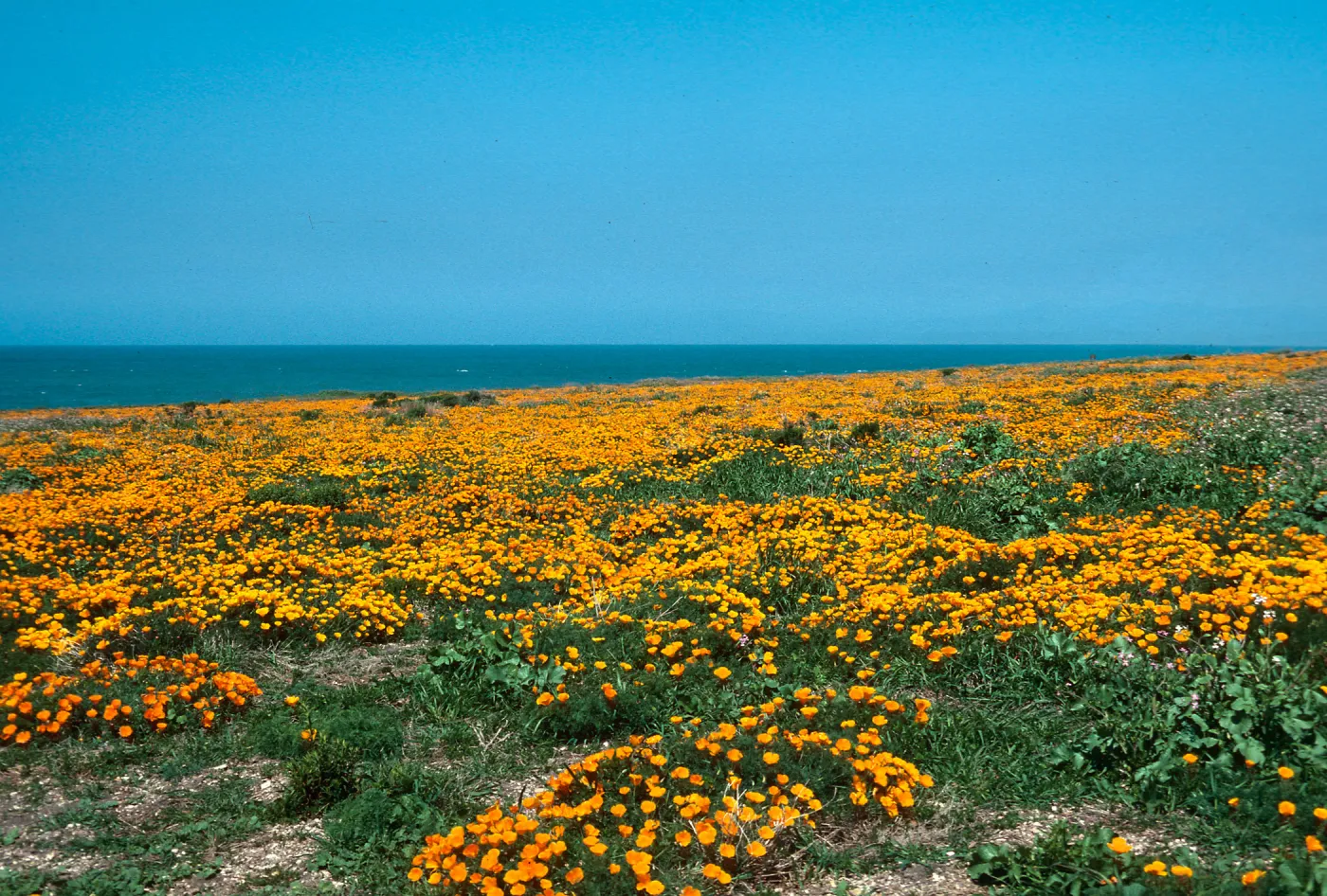 MontaÃ±a de Oro, (California Poppy)