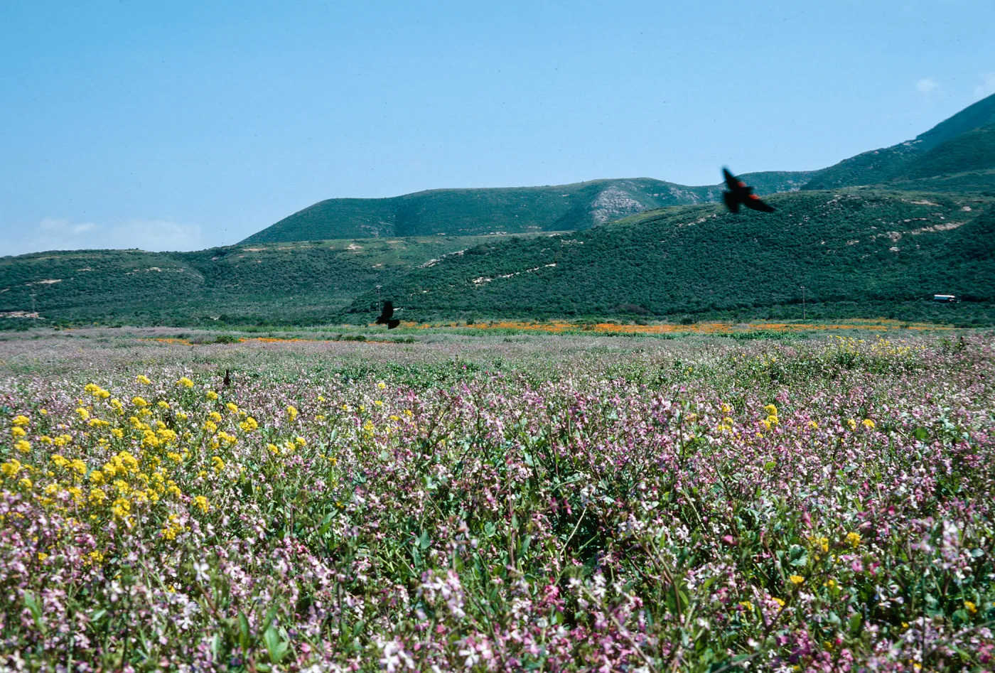 MontaÃ±a de Oro, Radish