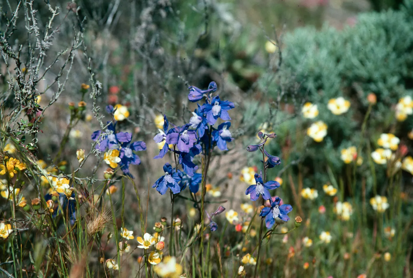 Delphinium v. blochmaniae, Coreopsis Hill, Oso Flaco Beach