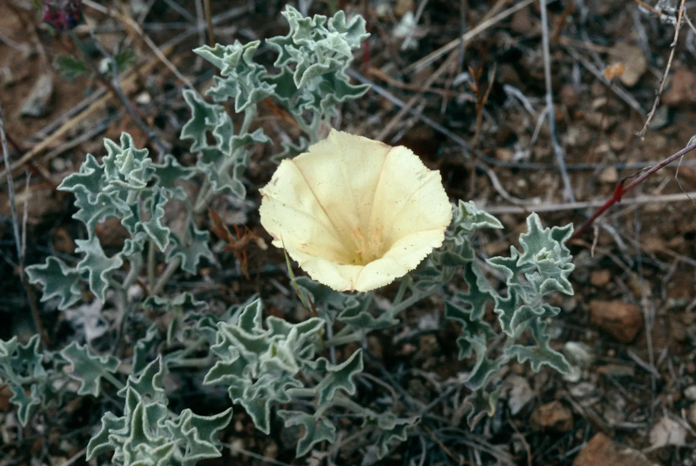 Calystegia, Morning Glory, De La Guerra Springs area