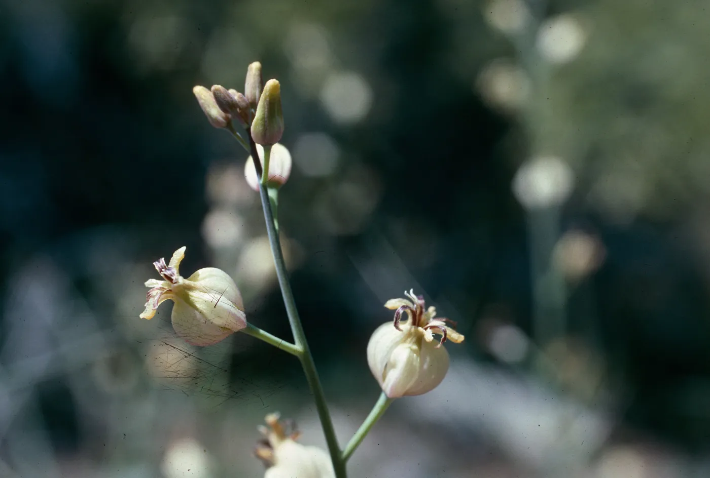 Caulanthus amplexicaulis v. barbarae, Marre Burn, Cody Road, 3.4-5.8 miles, gate
