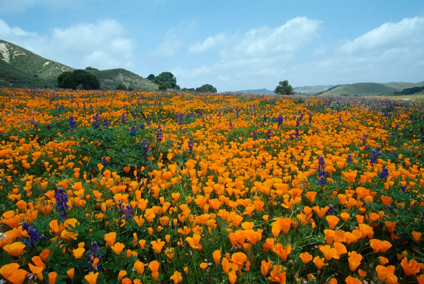 Eschscholzia californica & Lupinus succulentus, Rancho De Las Flores