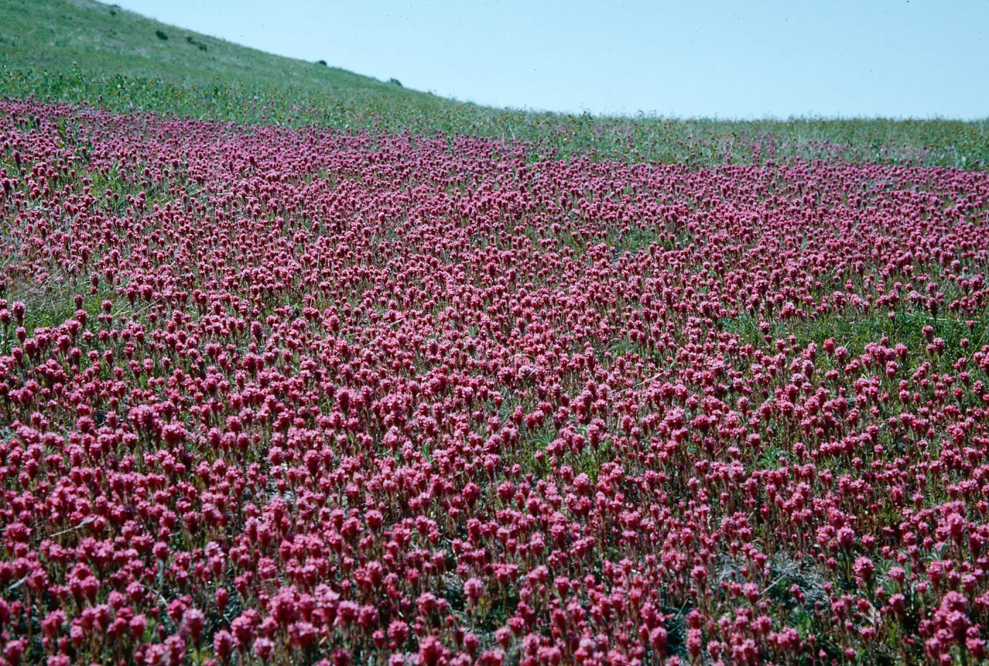 Castilleja, Orthocarpus, Owls Clover