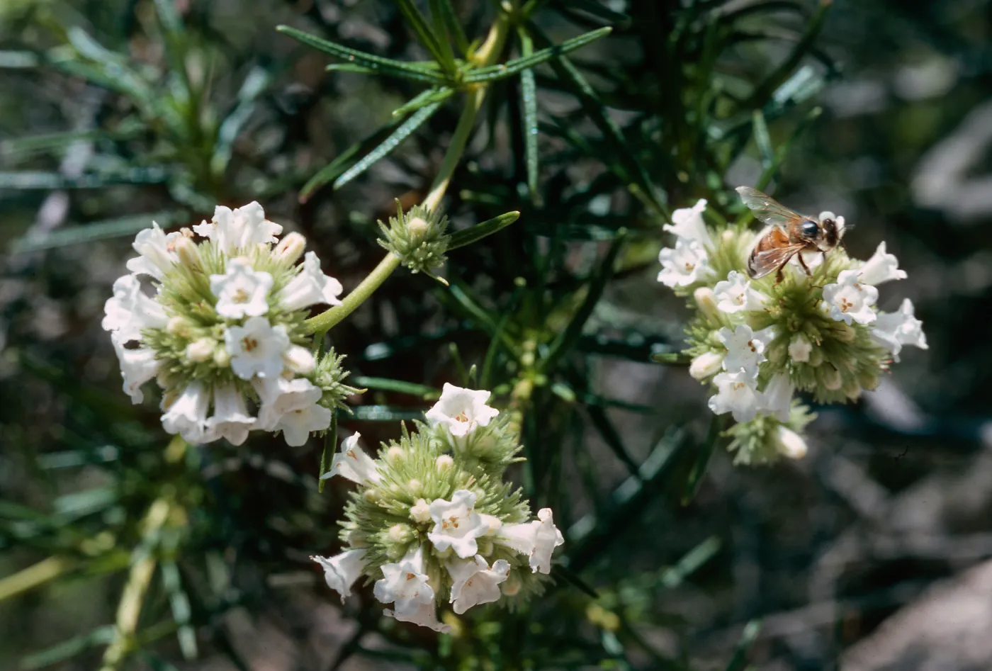 Eriodictyon (Yerba santa), Orcutt
