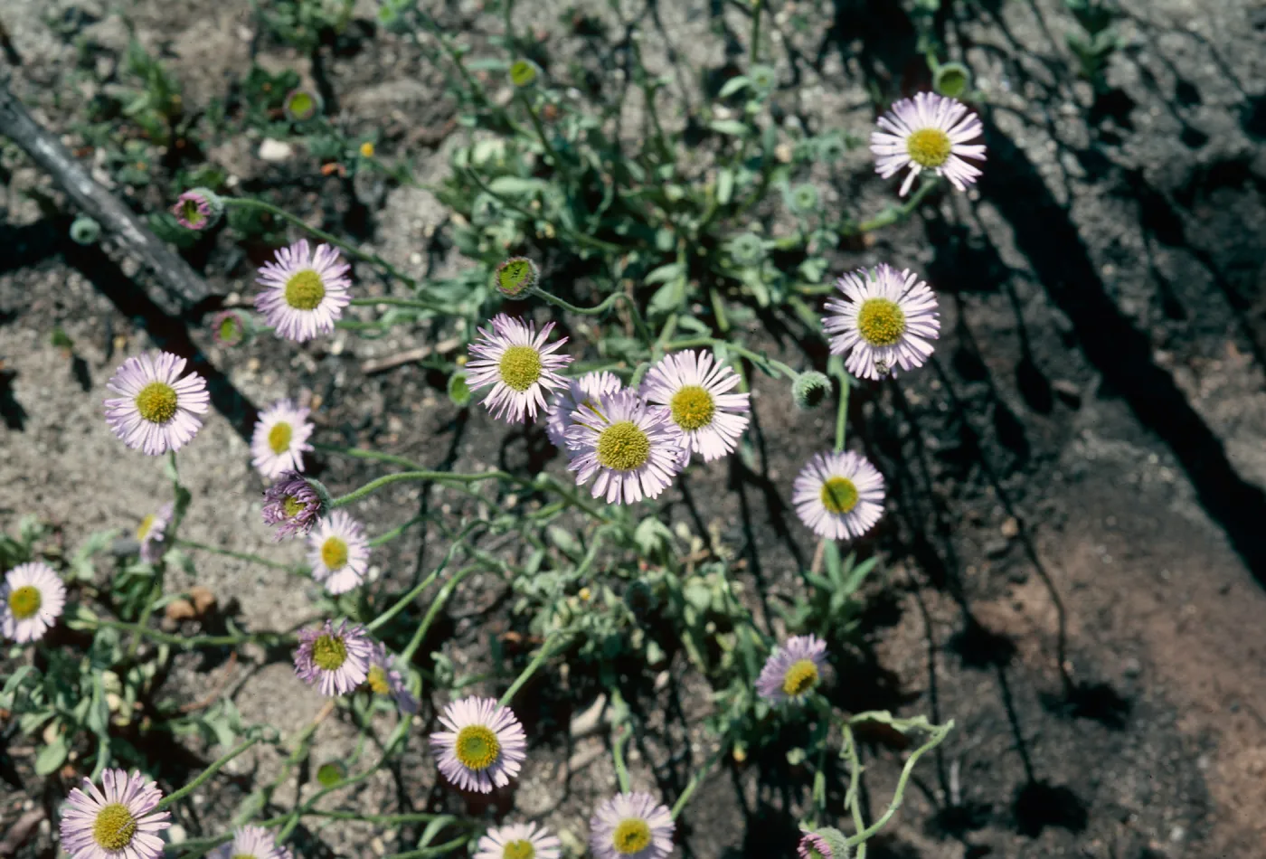 Erigeron, Orcutt burn