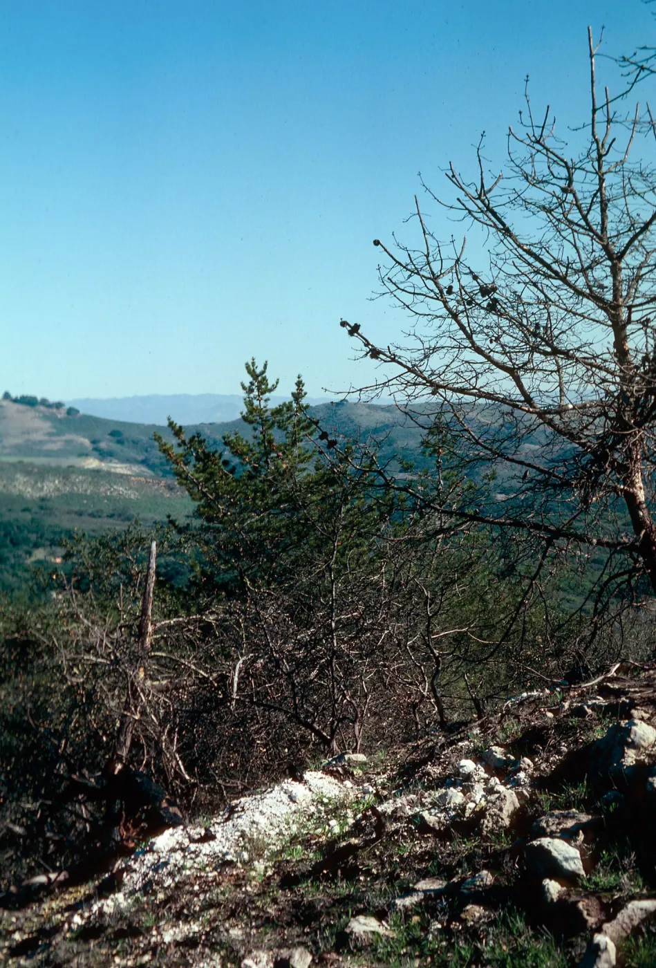 Orcutt Hill