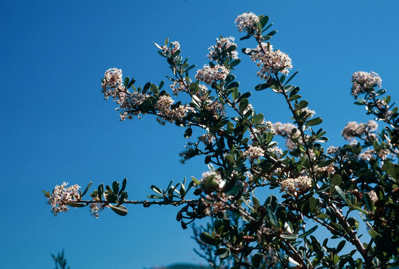Ceanothus megacarpus, Painted Cave