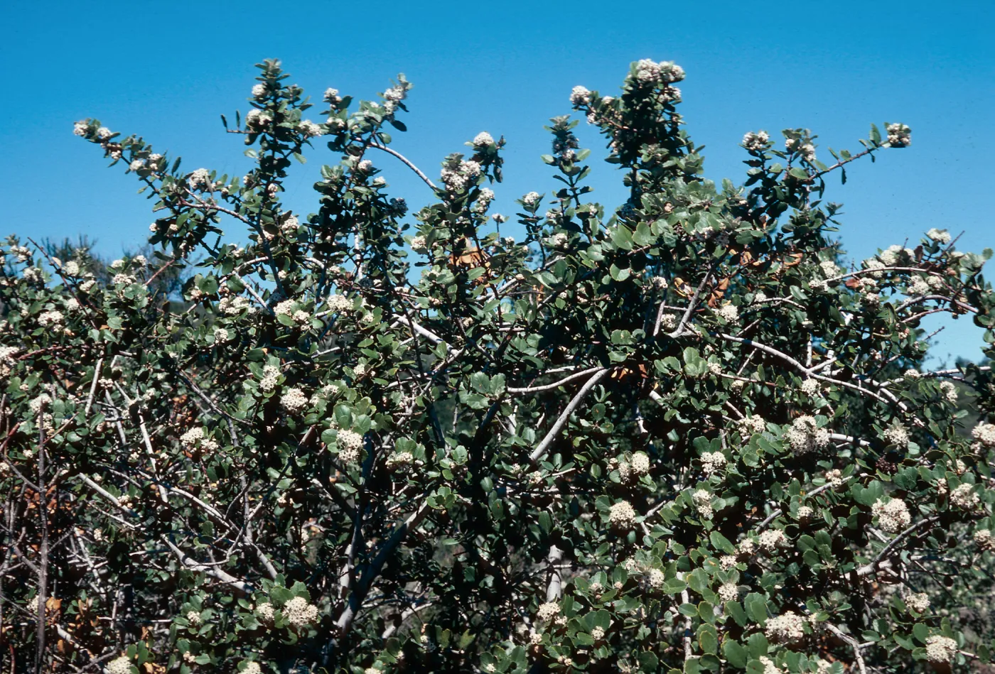 Ceanothus megacarpus (crassifolius?), Painted Cave (California Lilac)
