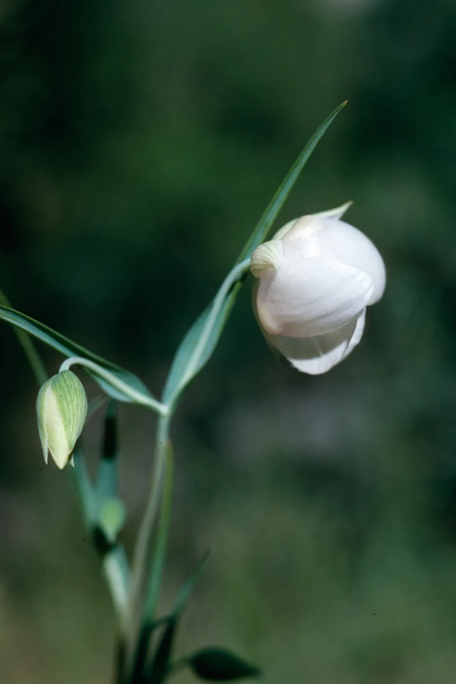 Calochortus albus