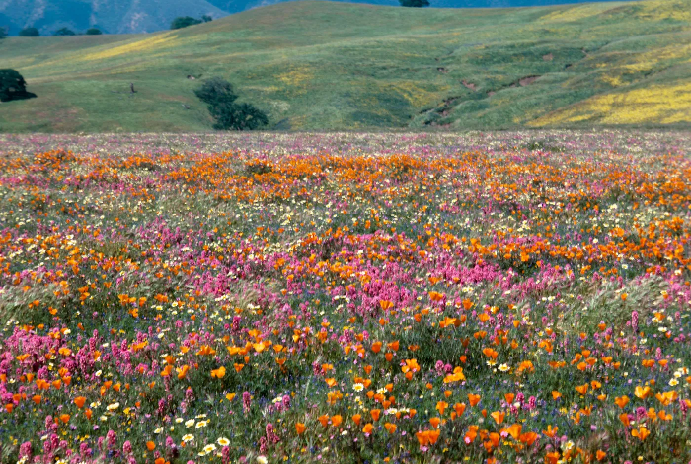 Cottonwood Canyon