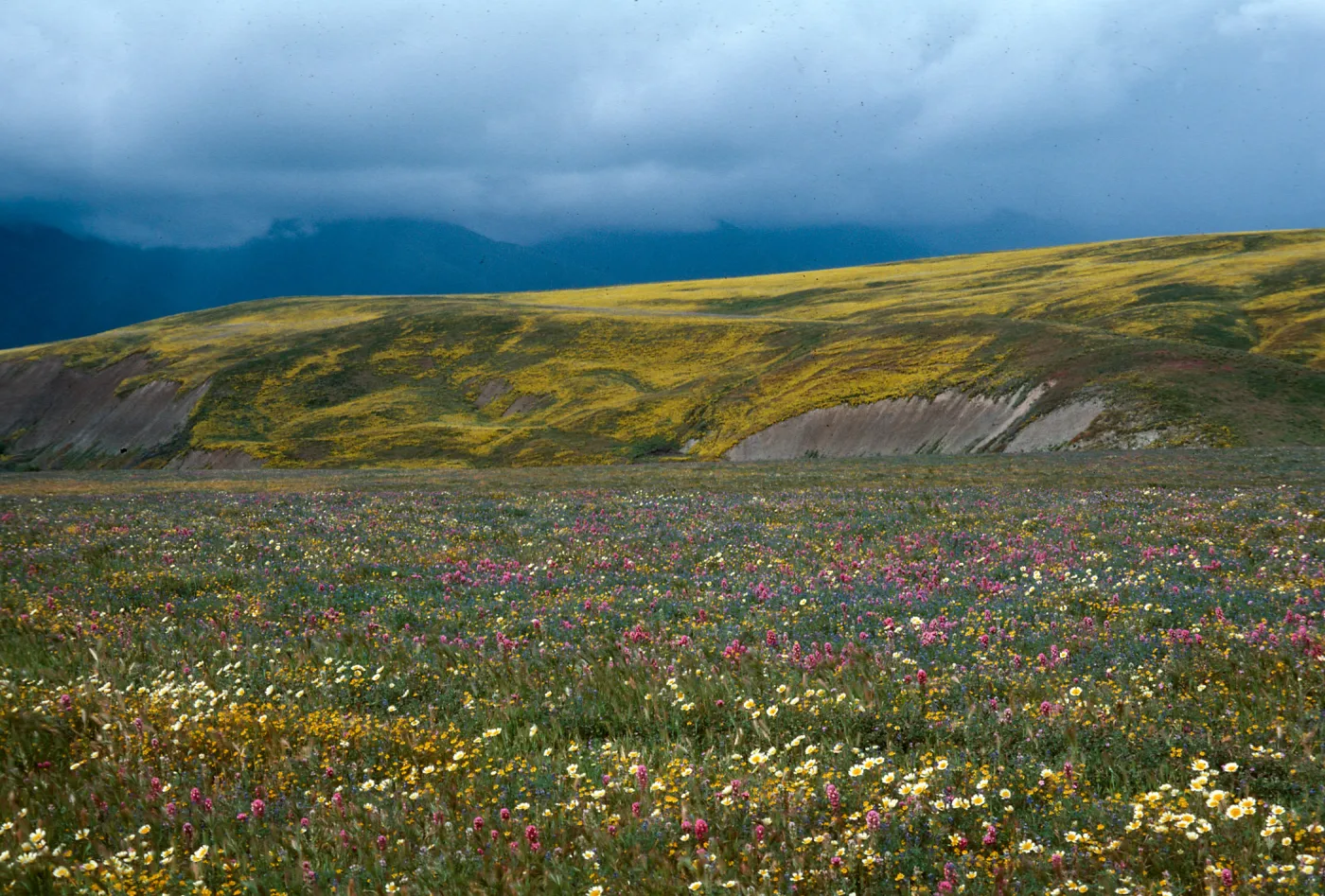Cottonwood Canyon